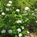 Viburnum x carlcephalum (2)